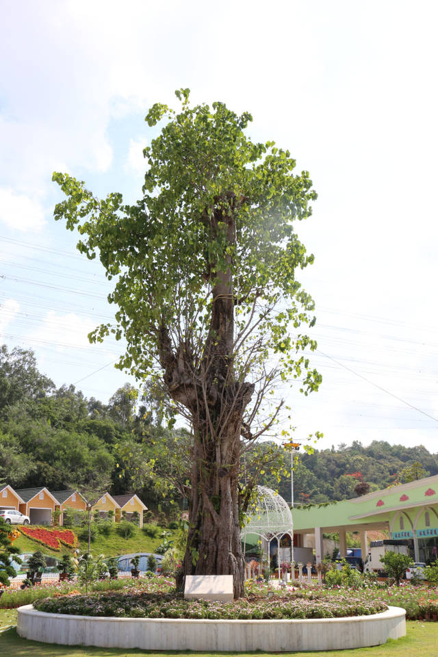 广东深圳适宜种植树种的选择及推荐